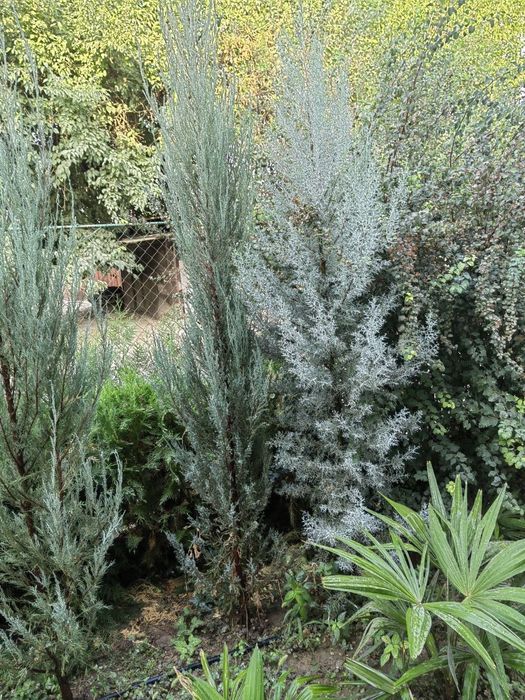 Продаётся Аризонский кипарис