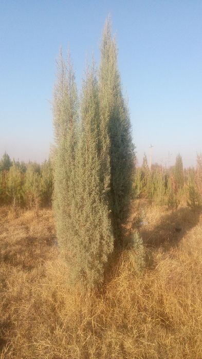 galiboy gepars.3mt  sasna koʻchat i3mt  . majvinik archa lar Qrim sasn