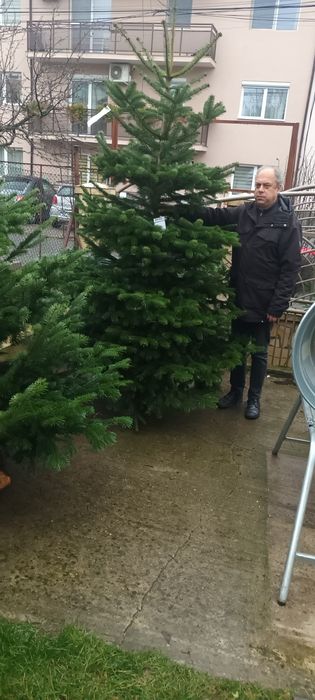 Brad de Crăciun (tăiat şi la ghiveci)