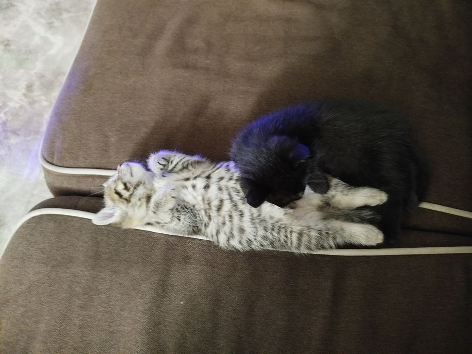 Отдам двух кошечек