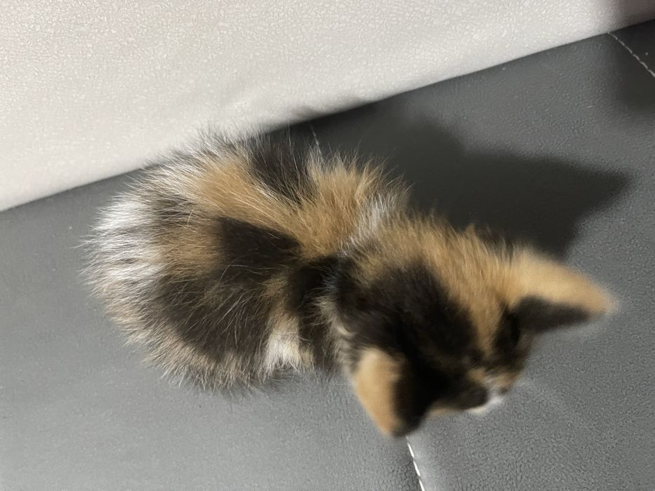 котенок девочка,около месяца
