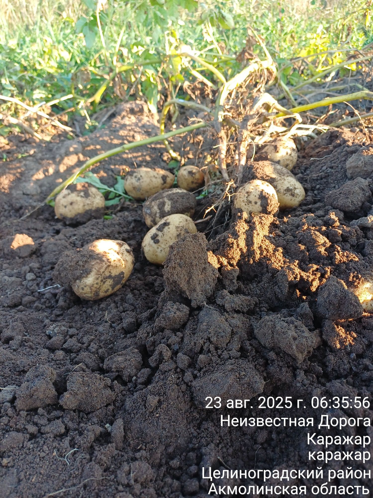 Продам домашнюю отборную картошку! Доставка есть!