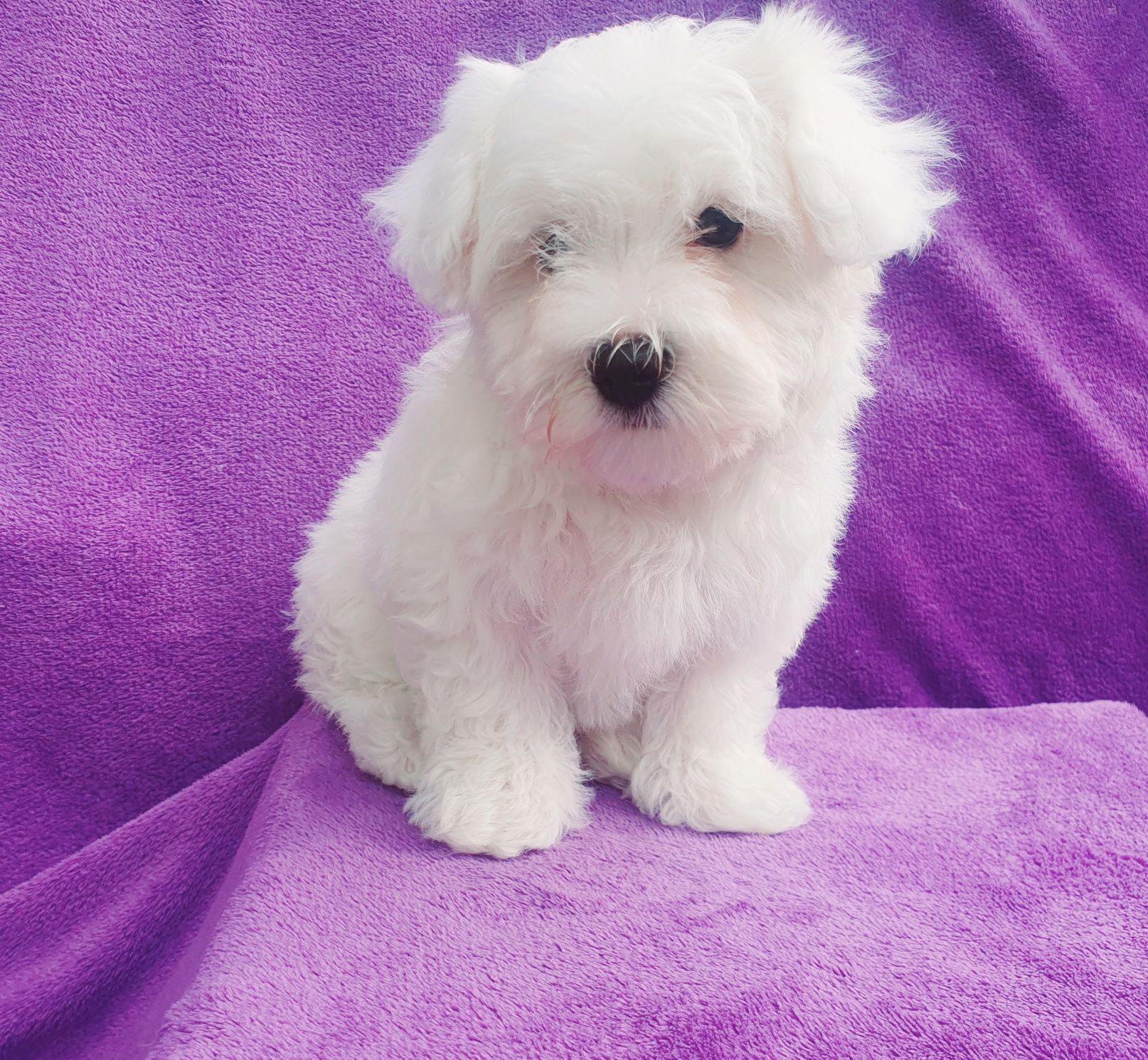 Bichon Maltez Mascul