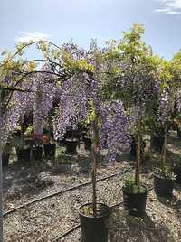 Glicina wisteria mov ,plante ornamentale, plante decorative