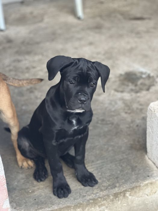 Кане Корсо.