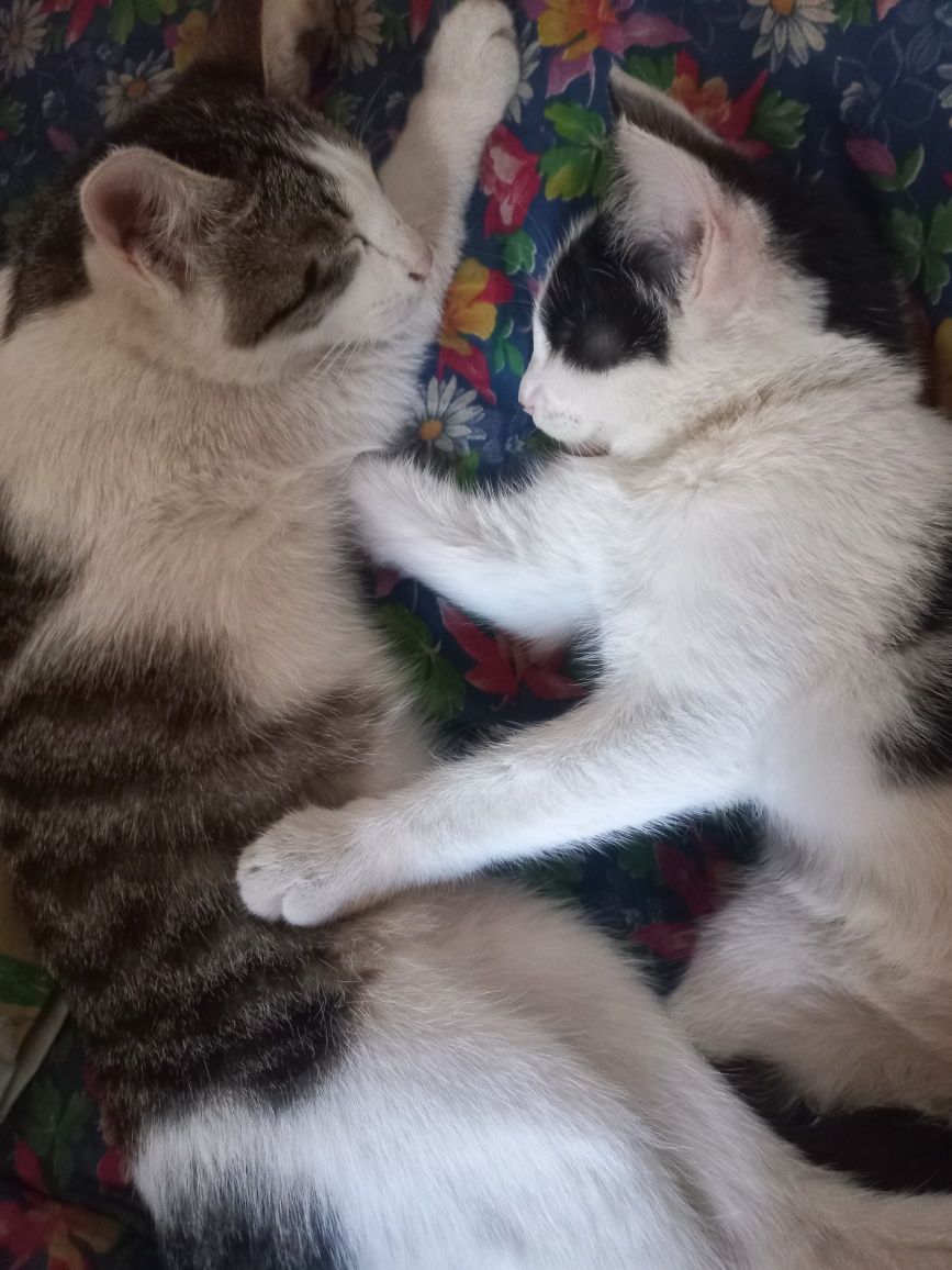 Мушукчалар 4 ойлик Котята 4 месяцев