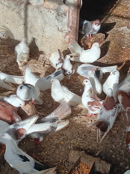 Гълъби играджии(преметачи)