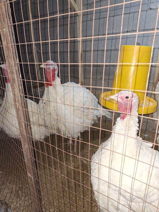 Kurkalar arzon narxda Sotiladi 15-25kg