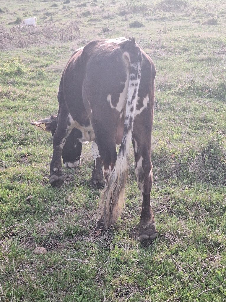 Taur și manzata de vanzare