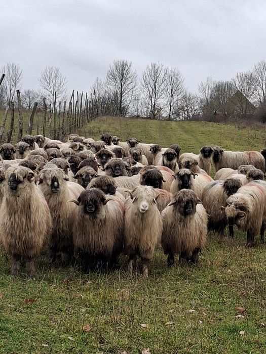 De vanzare 5 oi bucalai