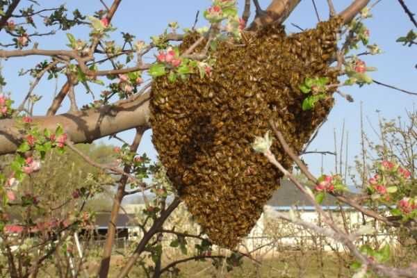 Примамка за пчелни рояци - Супер Рой