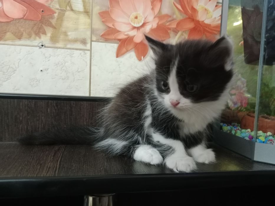 Отдаю котят в хорошие руки