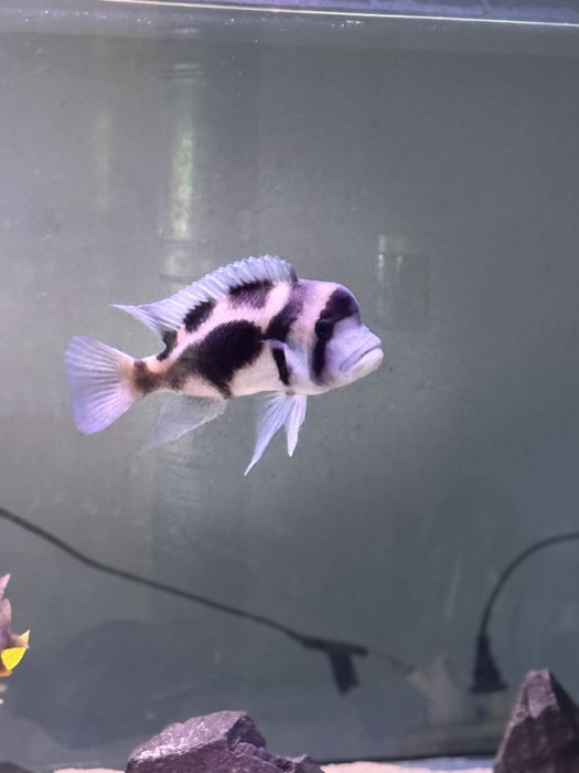 Frantoza Black Widow самец+самка