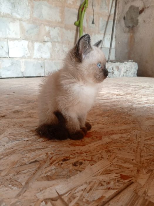 Отдаем котят умные
