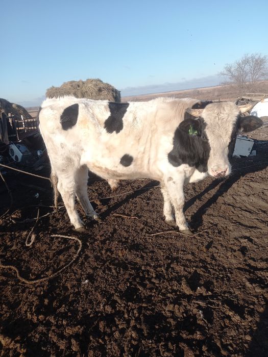 Продам быка голштина на племя