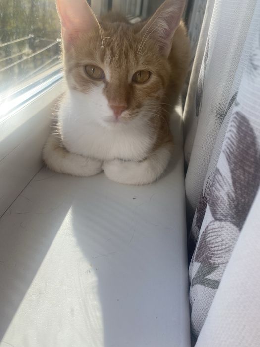 Пристраивается котенок мальчик