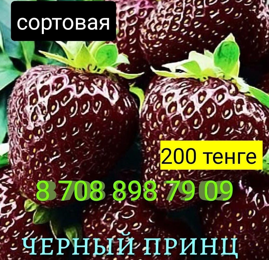 Саженцы малины оранжевая, красная, жёлтая ,бордовая