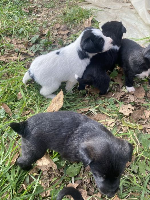 Dau căței spre adopție