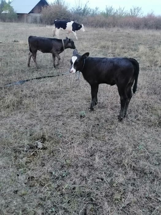Vand vițele în vârstă de 3-4 luni