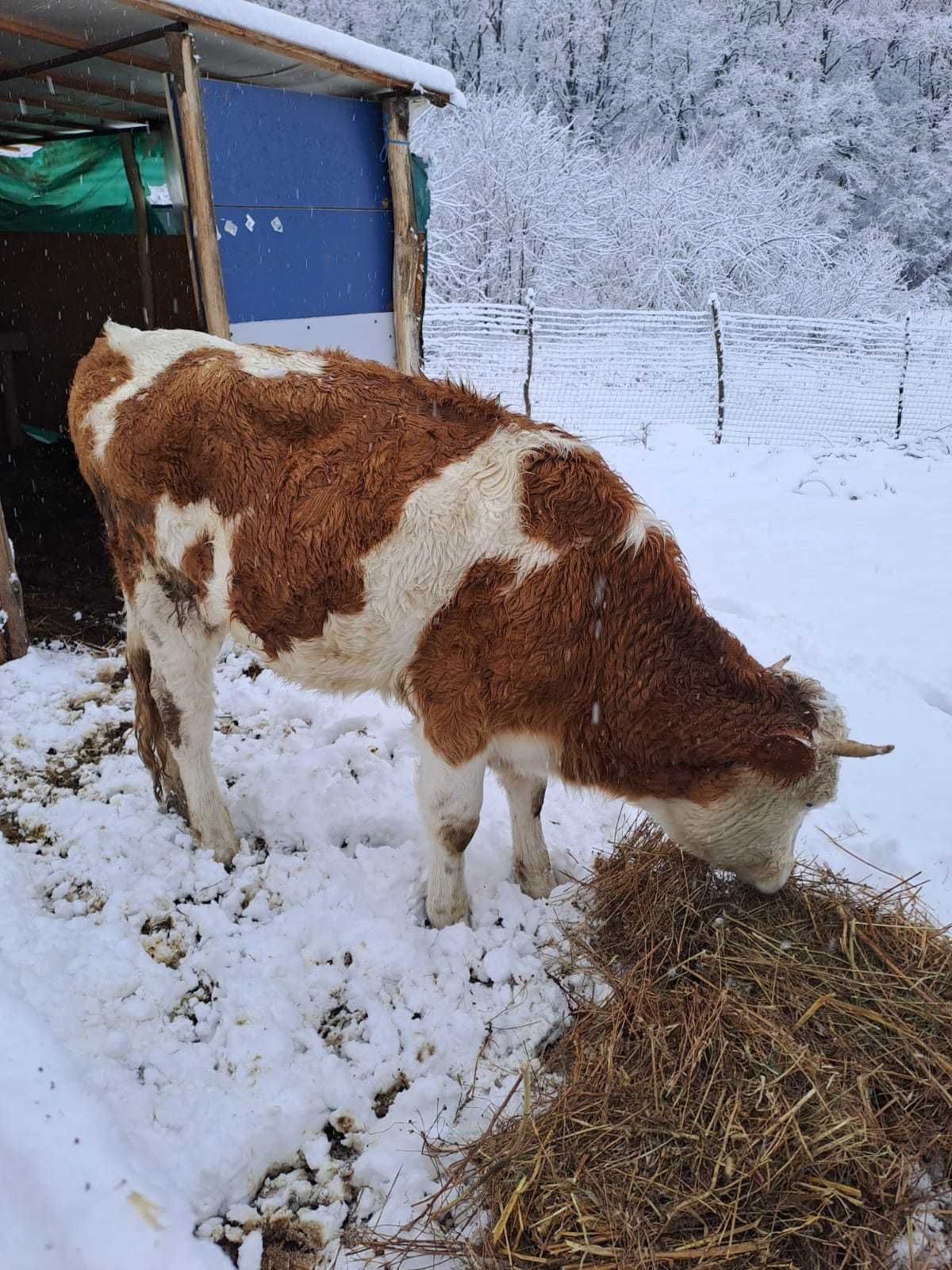 Vițele/Juninci de vânzare 1 Holstein și 1 Bălțată Românească