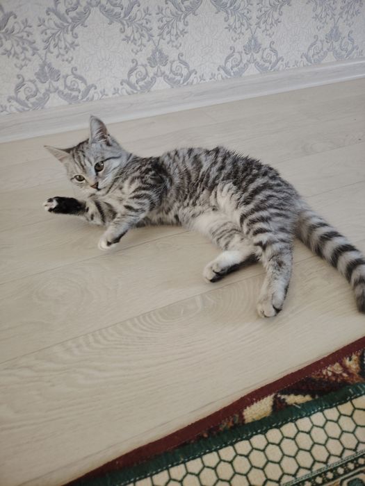 Кишкентайынан осыргенбиз!