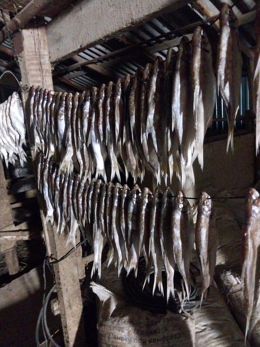 Кепкен балык сатылады  табан Чехня рыбец