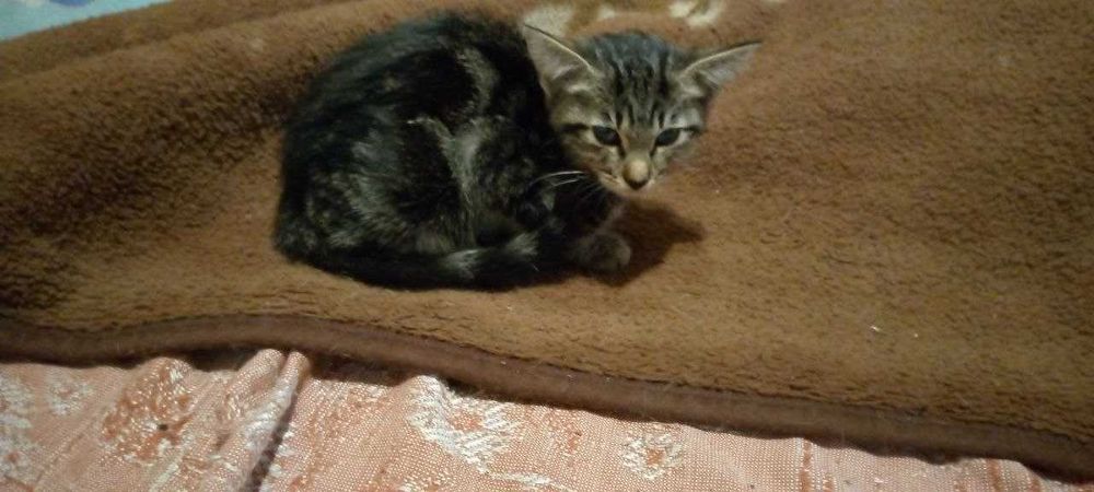 Маленькие котята