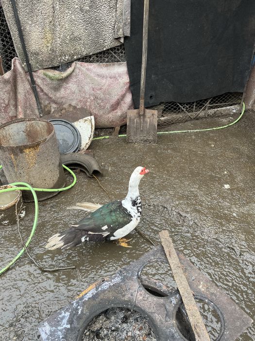 Rațe mute, masculi si femele