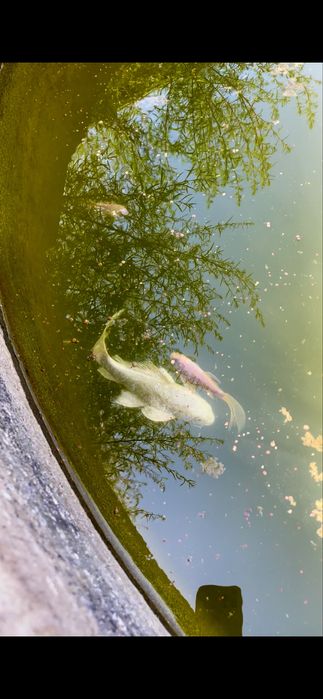 Baliq akvarumda boqilekan