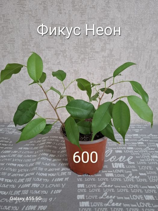Продам фикусы, драцену