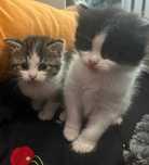 Домашние коты и котята!