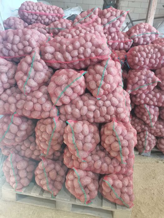 Cartofi consum și sămânță