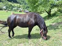 Iapă de vânzare de 3 ani