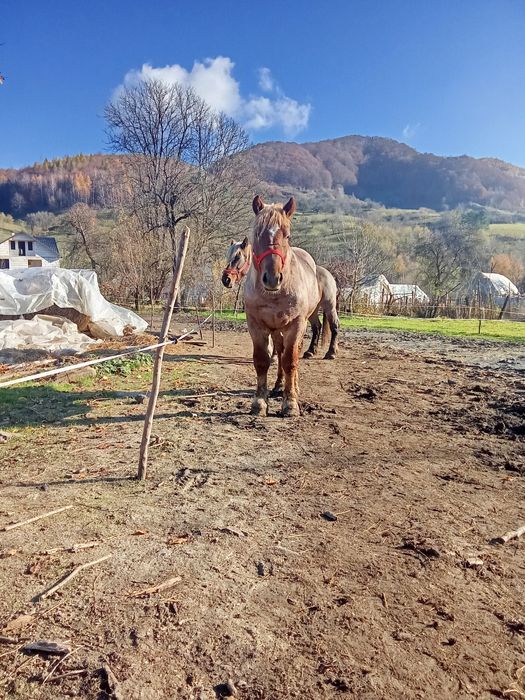 Mânz de vanzare Localitatea Zagra jud Bistrița Năsăud