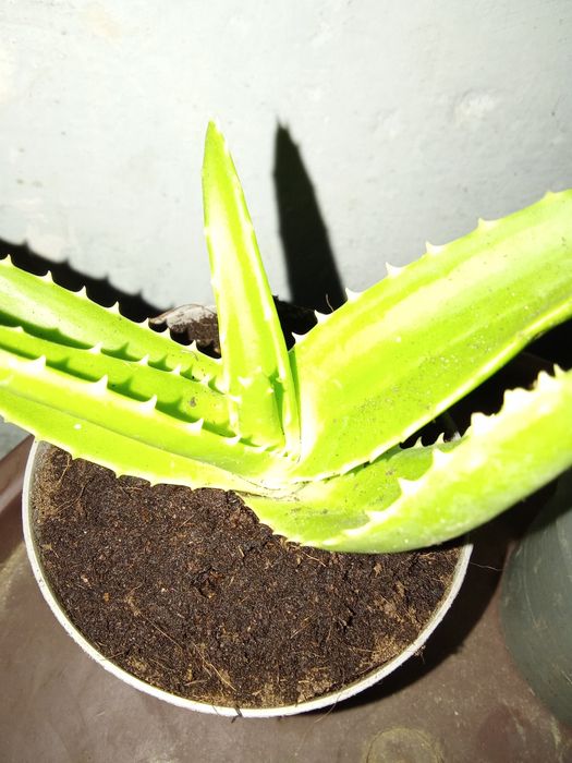 Vând flori de apartament.
De interior. Necesita un ghiveci mai