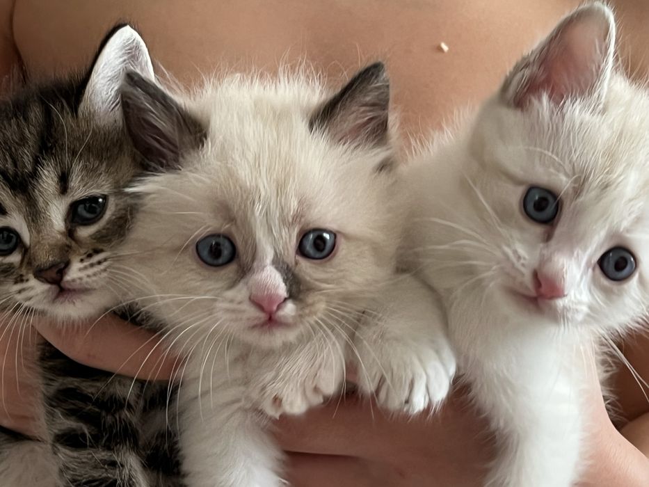 Нашла крошек без мамы ищут добрые руки