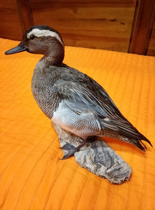 Препарирано лятно бърне