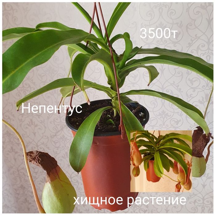 Комнатные растения