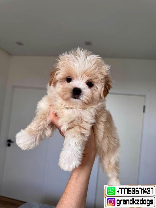 Мальтипу Ф1 требует ласок