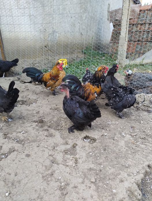 Găini pitice tinere