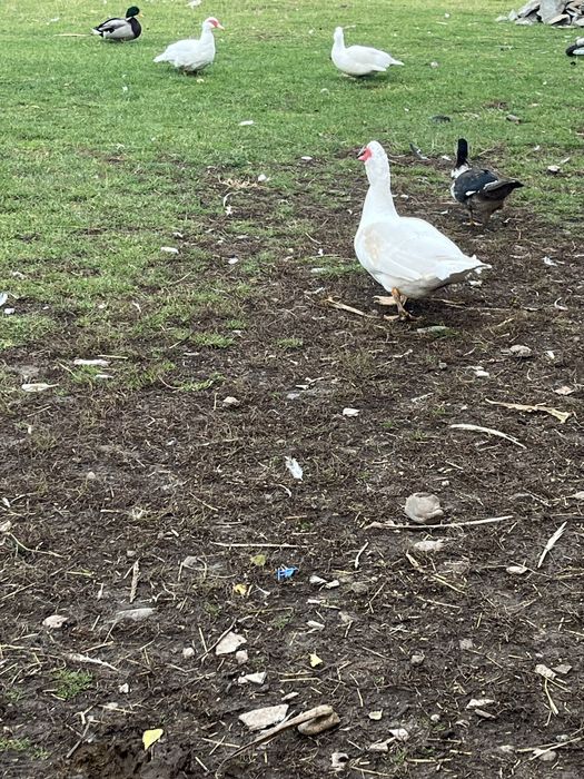 Rațe mute de vânzare