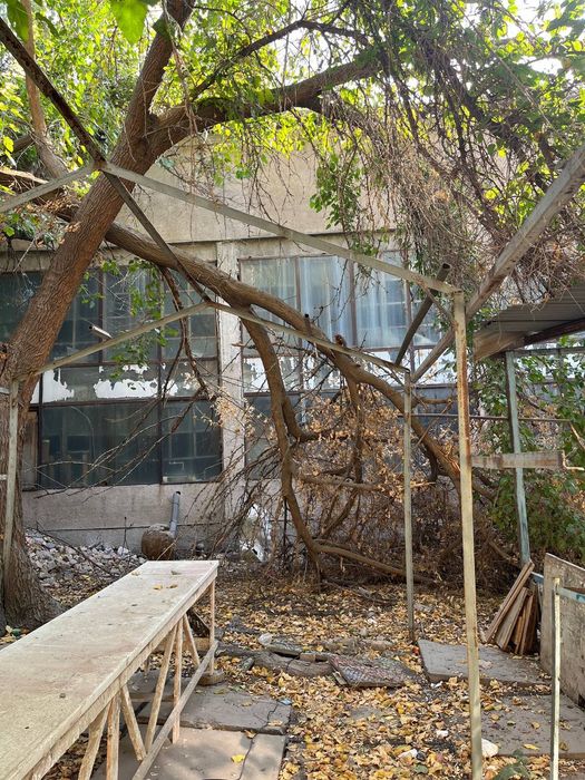 Eski reka va oʻtinlar