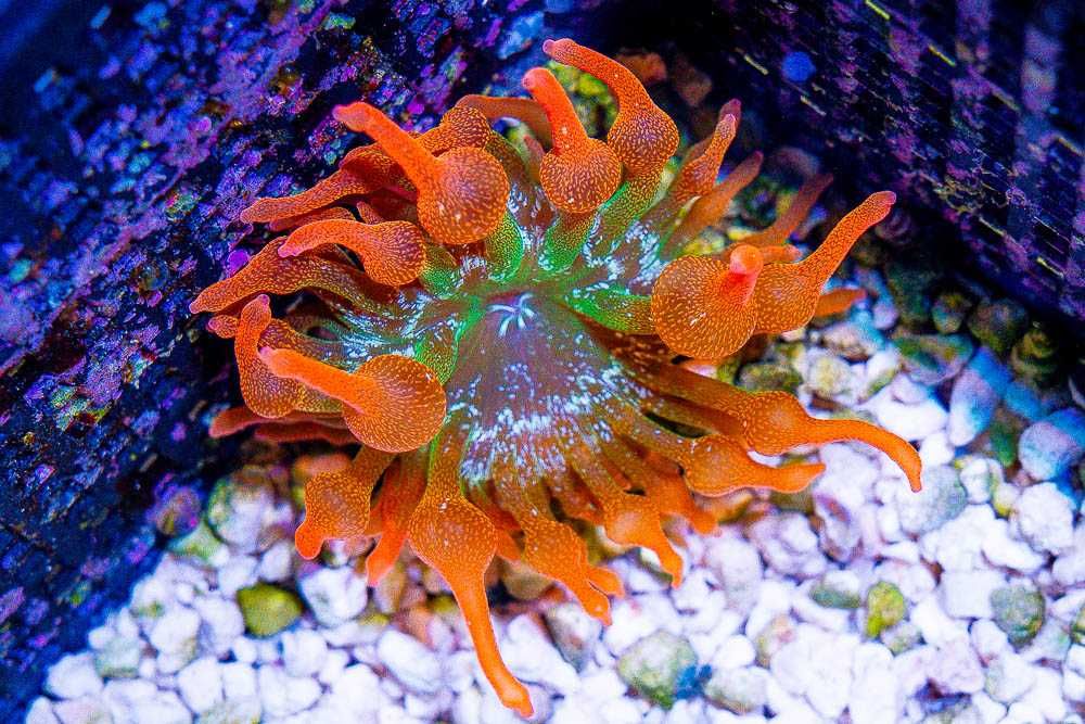 Anemone rosii/verzi - Entacmaea quadricolor (Bubble-tip anemone)