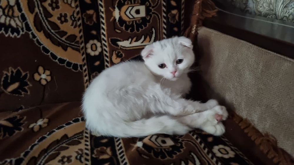 Мушук боласи сотилади