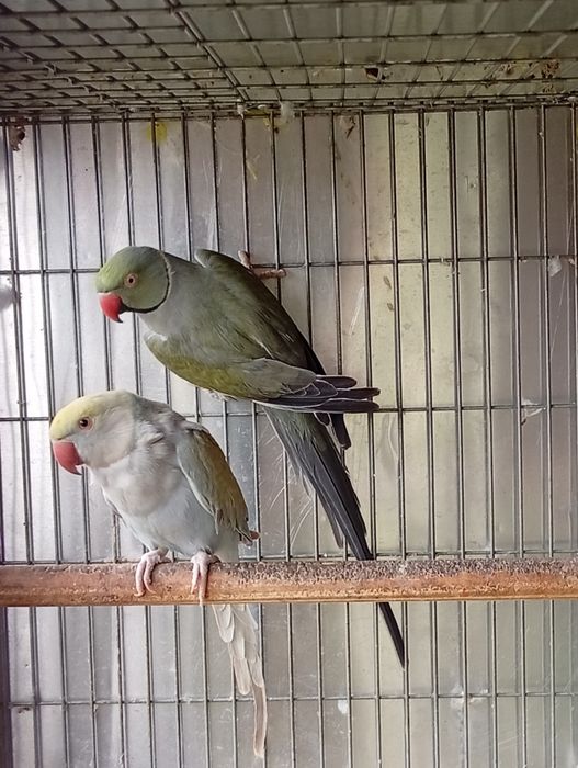 Vând papagali Micul Alexandru