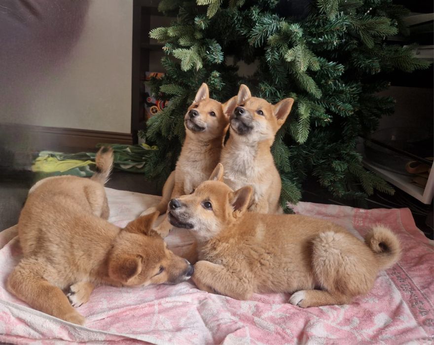 Щенки сиба ину 2,5 мес