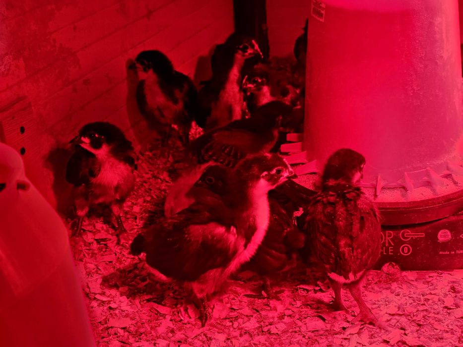 Пилета австралорп