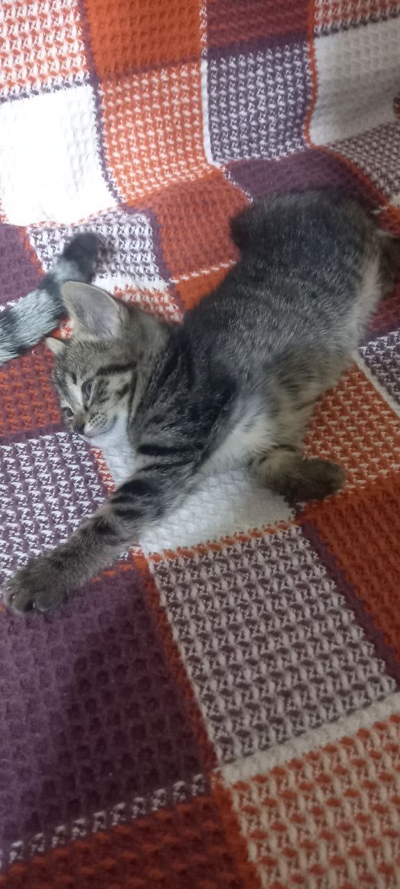 Котята бесплатно даром