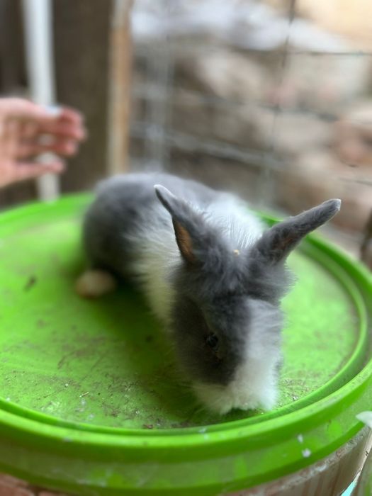 Vând iepuraș cât de leu pitici