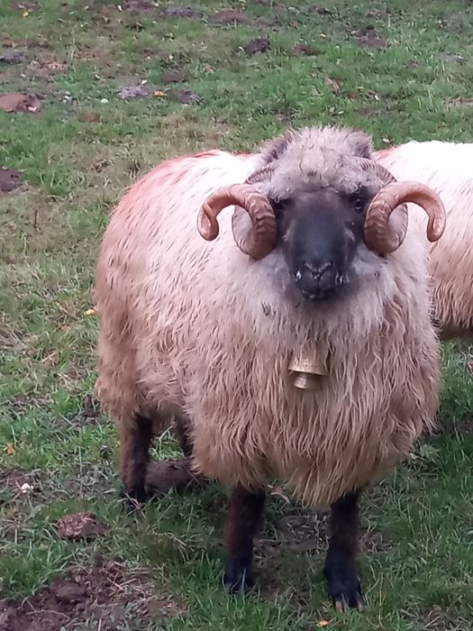 Vând berbec stramior